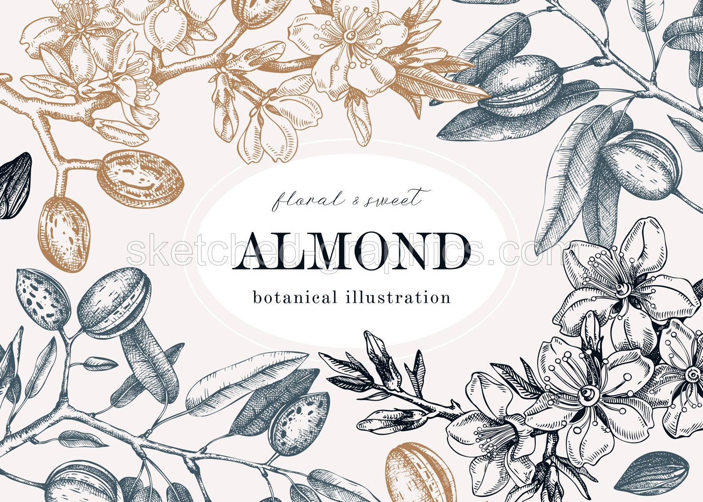 Almond blossom frame design in engraved style. Flowering branches with nuts, flowers, leaves background. Vintage floral drawing. Botanical vector illustration of spring nut tree for banners, prints Illustration